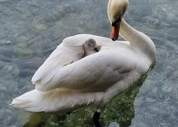 Apartman L'incanto Dell'airone *