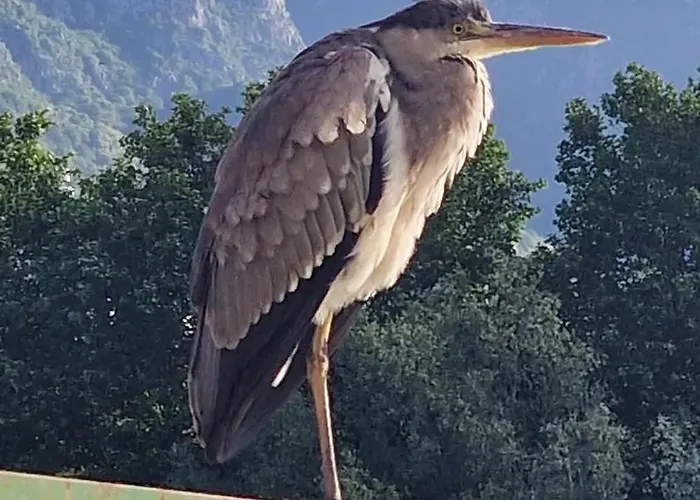 Apartman L'incanto Dell'airone *