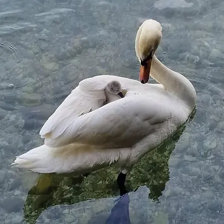 Lägenhet L'incanto Dell'airone *